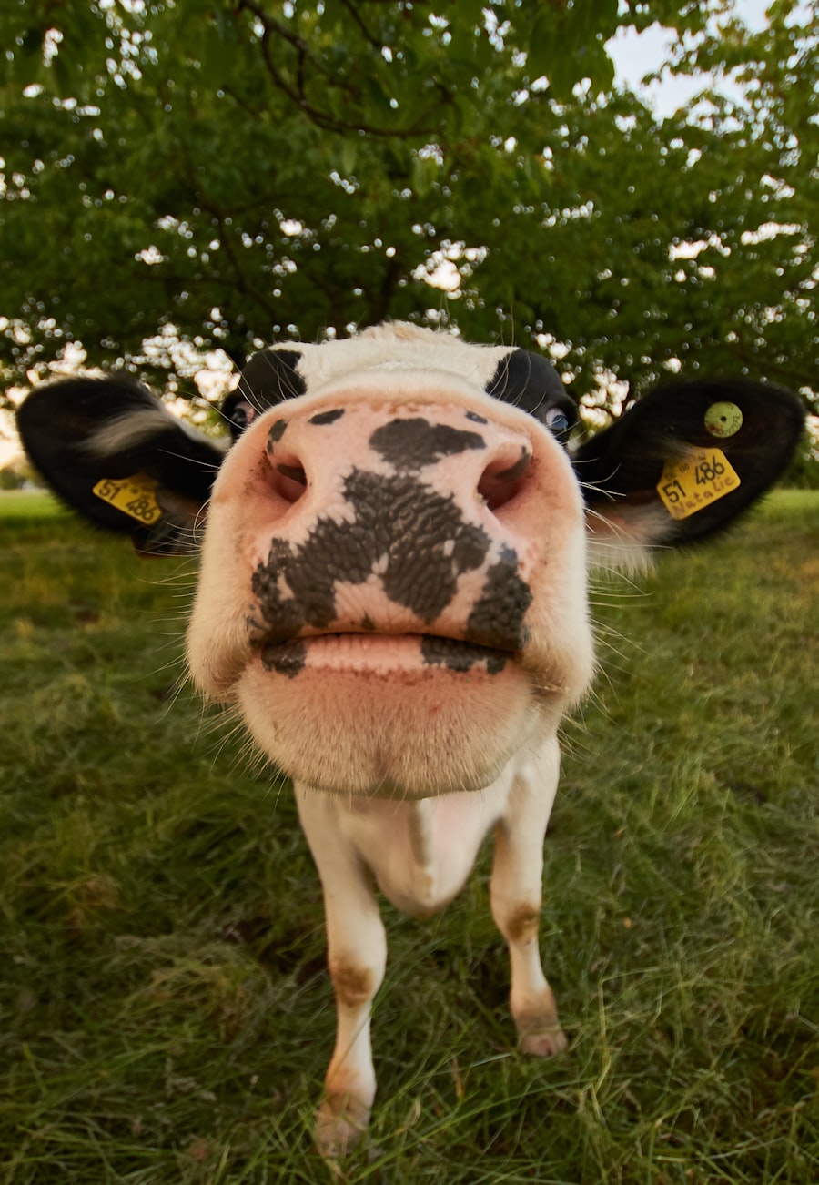Compassion in World Farming