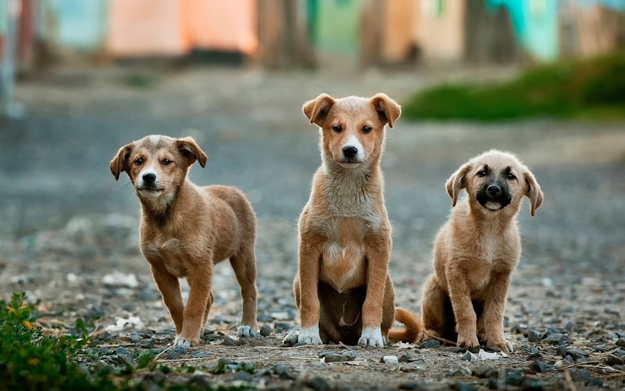 FOUR PAWS