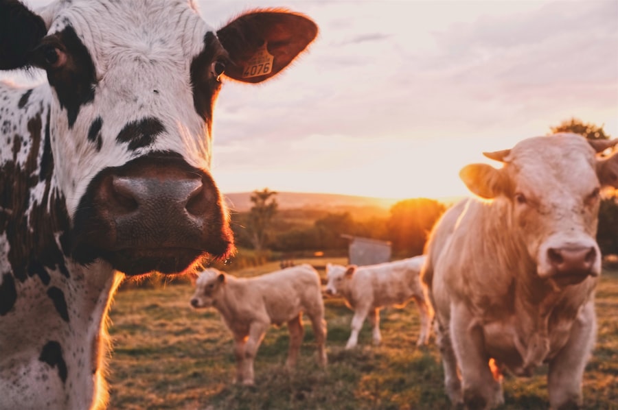 Mercy For Animals