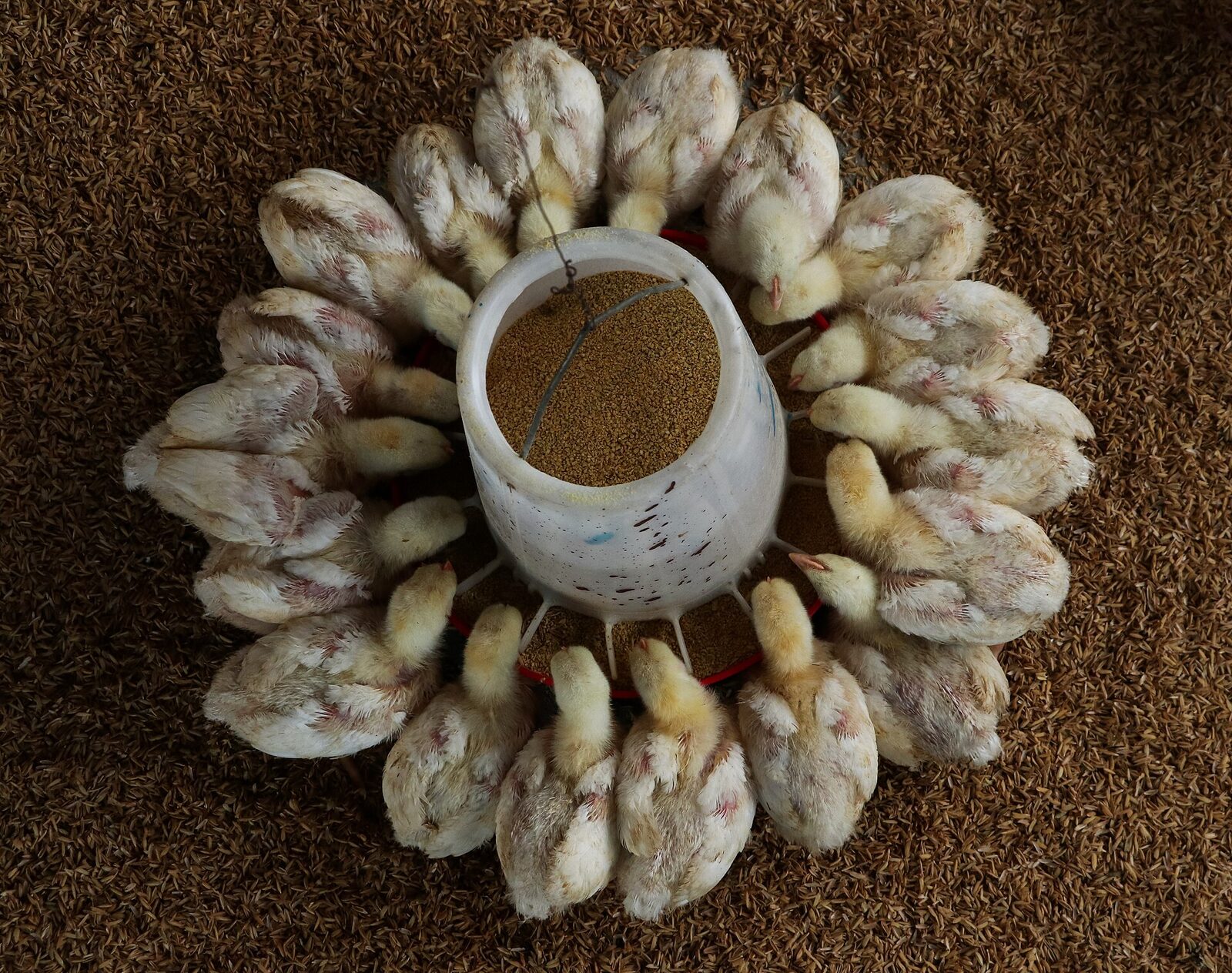 مرغ گوشتی